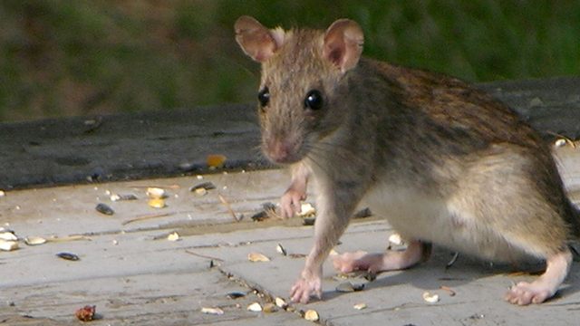 Rat