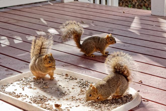 Some of our squirrels