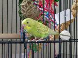 The new budgie