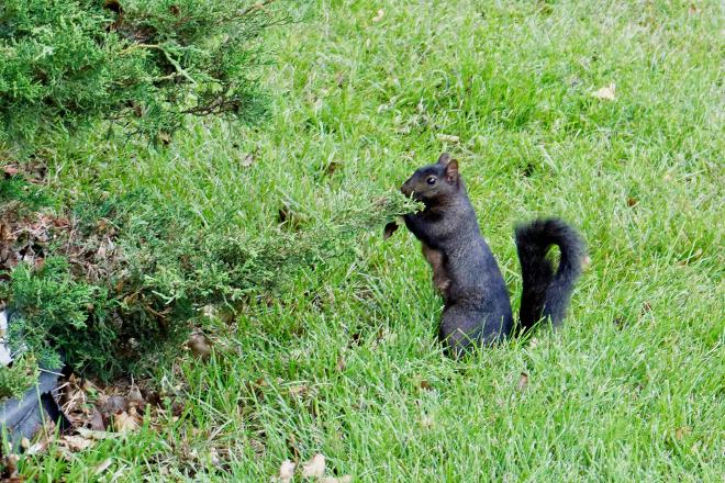 A black squirrel