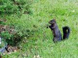 A black squirrel