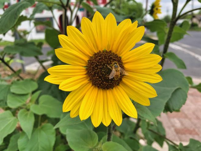 A bee on a sunflower