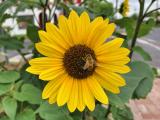 A bee on a sunflower