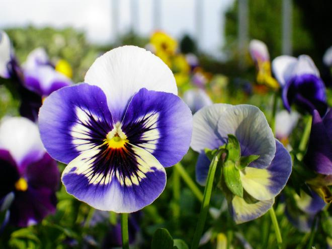 A pansy.