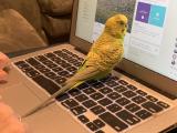 A budgie looking at social media