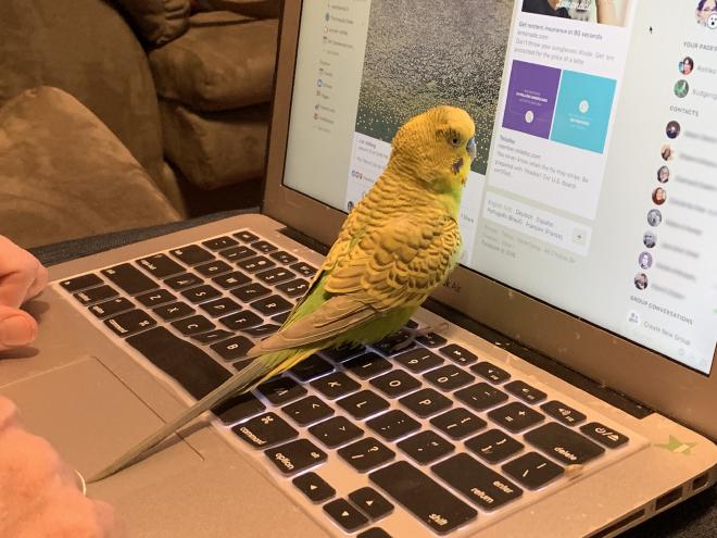 A budgie looking at social media